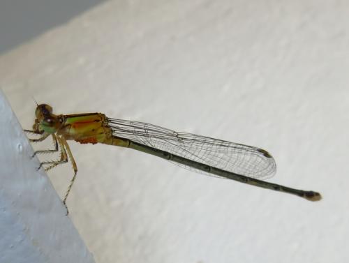 Pseudagrion sp.